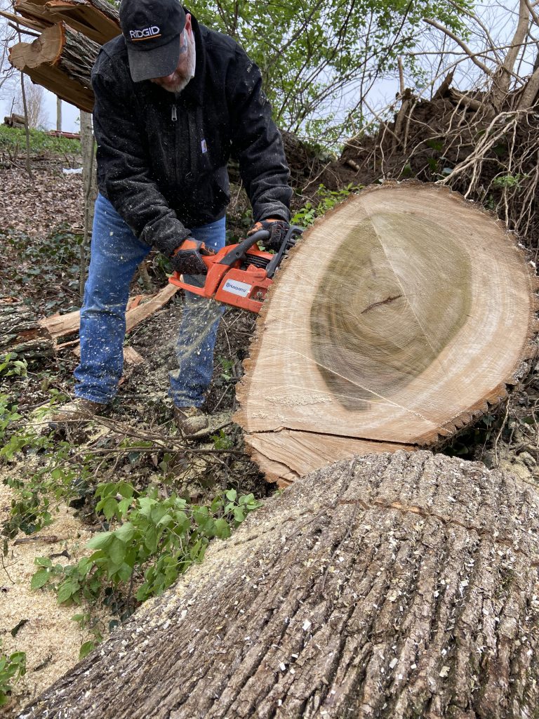 Cutting live edge slabs from fallen trees